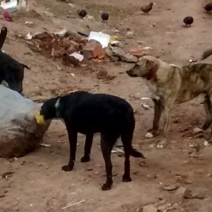 Peru